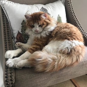 Meet your Posher, Regina